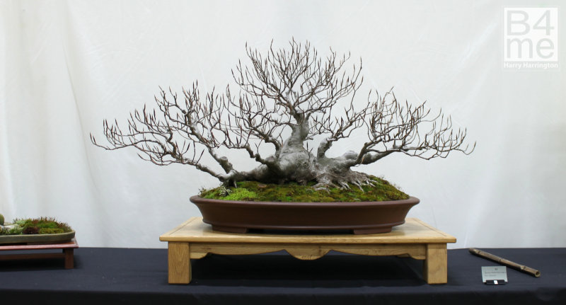Fagus sylvatica/European Beech bonsai raft